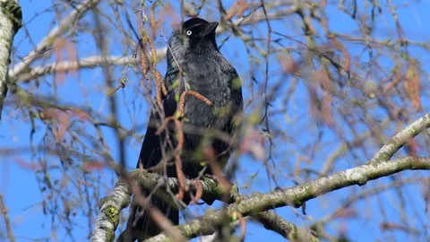 Jackdaw sit in the tree, spring Stock Footage 116166440