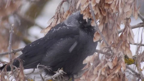 A jackdaw sits on a branch in winter 動画素材 135000503