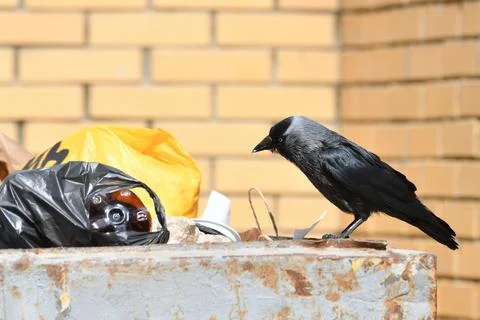 Jackdaw sits on the edge of a garbage container Stock Photos