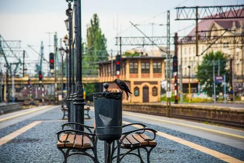 Jackdaw sits on a metal garbage container Stock Photos