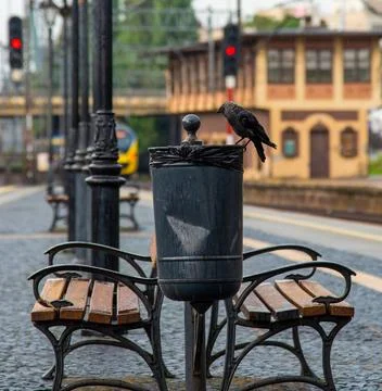 Jackdaw sits on a metal garbage container Stock Photos