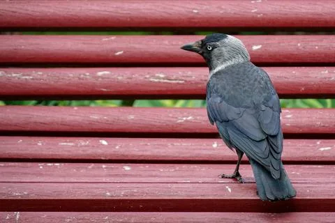 Jackdaw Sits On a red Bench Stock Photos