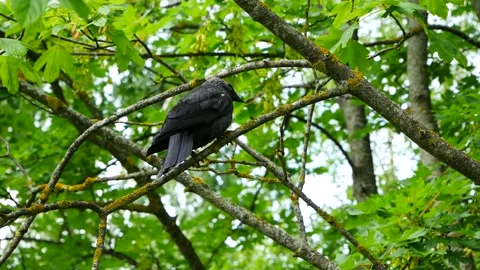 Jackdaw sits on a tree branch in the park and flies away. Stock Footage 197430752