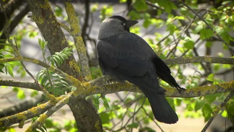Jackdaw sitting on a branch Stock Footage 107826979