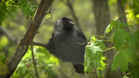 Jackdaw sitting on a branch Stock Footage 107827175