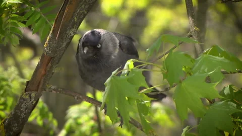 Jackdaw sitting on a branches Stock Footage 107827058