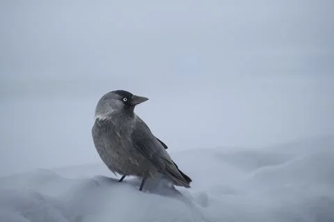 Jackdaw in the snow Stock Photos