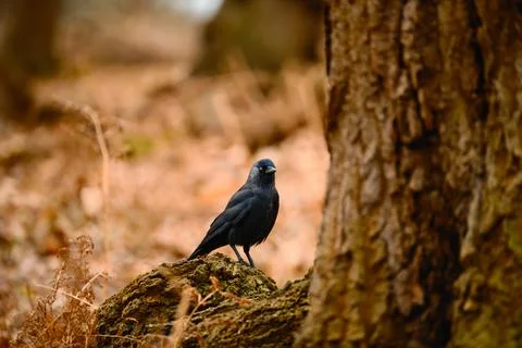 Jackdaw Standing on Mossy Rock Stock Photos