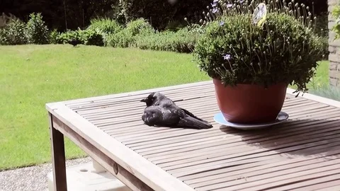 Jackdaw in the sun. Stock Footage 97274262