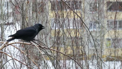 Jackdaw swears while sitting on a birch branch. 動画素材 169152797