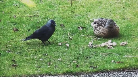 Jackdaw takes bread from wild duck Stock Footage 96190169