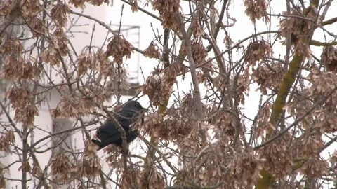 Jackdaw On a Tree Branch in Autumn Cold Day Stock Footage 70012054