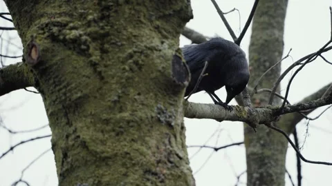 Jackdaw on a tree branch during dusky day, corvus monedula, polish "kawka" Stock Footage 255963143