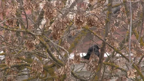 Jackdaw on a tree branch preening its feathers Stock Footage 70012462