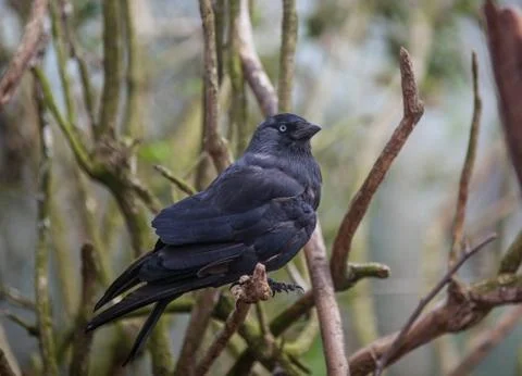 Jackdaw on tree Stock Photos
