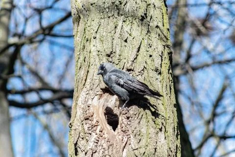  Jackdaw on the tree Stock Photos