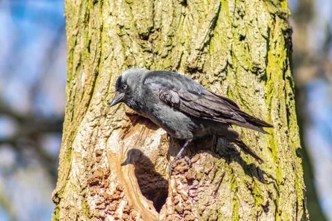   Jackdaw on the tree Stock Photos