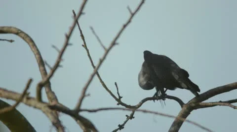 Jackdaw in tree preening Stockbeeldmateriaal 15025900