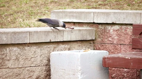 Jackdaw Tries to Pull Object Out of Bin Stock Footage 48703500