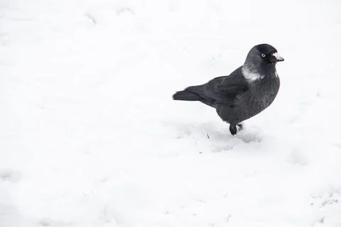 Jackdaw walk on the snow Stock Photos
