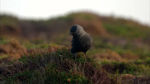 Jackdaw walking across heather, 4K, slow motion Stock Footage 220648280