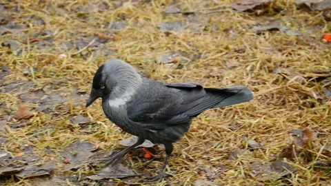 Jackdaw walks close-up Stock Footage 151627657