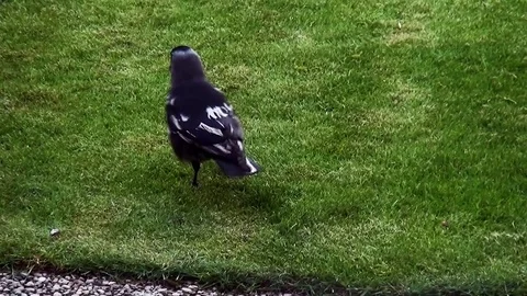 Jackdaw with white feathers. Video stock 83359274