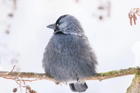 Jackdaw in winter Stock Photos