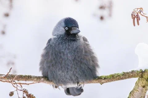 Jackdaw in winter Stock Photos