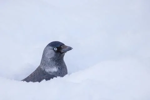 Jackdaw in winter Stock Photos