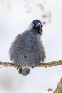 Jackdaw in winter Stock Photos