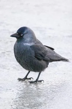 Jackdaw in winter Stock Photos