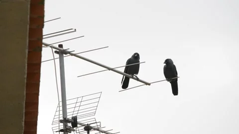 Jackdaws on the antenna Stock Footage 143582914