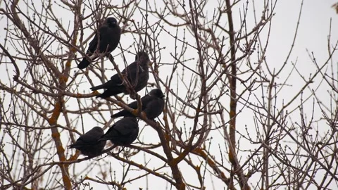 Jackdaws-on-ash-branches Stock Footage 144315805