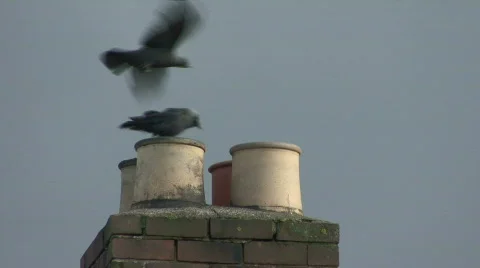 Jackdaws check chimney pots for a possible nest site Stock Footage 318473