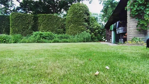 Jackdaws comming for bread to the garden Stock Footage 109560157
