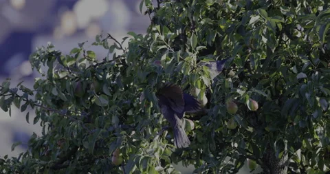 Jackdaws eat fruit, 4K slomo Stock Footage 222100543