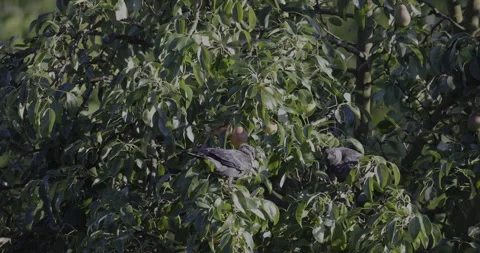 Jackdaws eat pears, 4K slomo Stock Footage 222104104