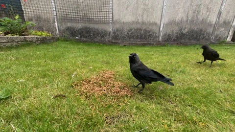 Jackdaws feeding Stock Footage 247063467