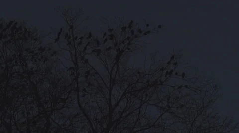 Jackdaws get scared at night, scary sound Vidéo 68900611