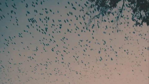 Jackdaws go to their collective sleeping place Vidéo 71762300