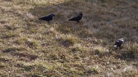 Jackdaws on the lawn Stock Footage 107744872