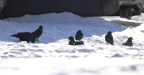 Jackdaws looking for food in the snow, 4K slomo Stock Footage 163955510