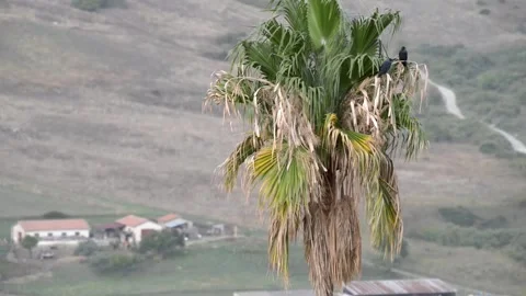 Jackdaws on the palm Stock Footage 143582906