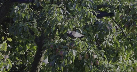 Jackdaws in a pear orchard, 4K Stock Footage 222125311