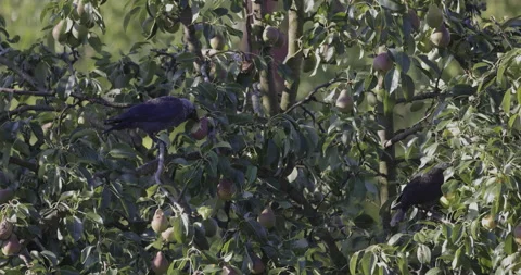 Jackdaws in a pear orchard, 4K Stock Footage 222236817
