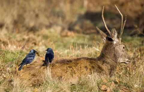 Jackdaws Perched on Resting Deer in Meadow Stock Photos