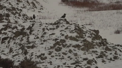 Jackdaws, the river 스톡 동영상 45365520