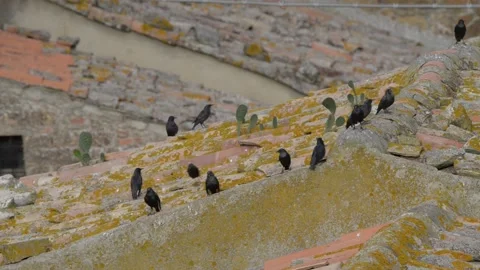 Jackdaws on the roof  Stock Footage 143582915