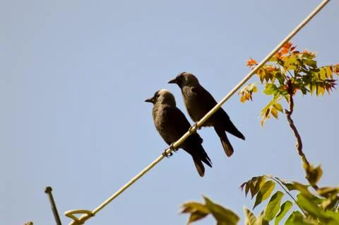 Jackdaws Set on a Cable Stock Photos